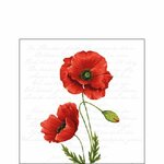 papieren-servetten-PROUD-POPPY-klaproos-met-tekst-cocktailservet-p/20-25x25cm-Ambiente-12516120