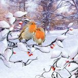 Papieren servet AB 33x33cm p/20 ROBINS ON BRANCHE Roodborstjes sneeuw