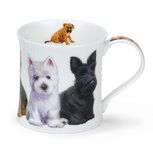 Wessex beker Puppies diverse Terriers jonge honden  Wessex beker Puppies diverse Terriers jonge honden