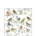 Papieren servetten AB 25x25cm BIRDS MEETING p/20 vogels verzamelen Papieren servetten AB 25x25cm BIRDS MEETING p/20 vogels verzamelen
