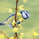 Papieren lunch servet BLUETIT p/20 33x33cm Pimpelmees op een tak Forsythia Papieren lunch servet BLUETIT p/20 33x33cm Pimpelmees op een tak Forsythia