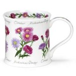 OCTOBER Flower of the Month ASTERS bloem van de maand oktober OCTOBER Flower of the Month ASTERS bloem van de maand oktober