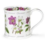DECEMBER Flower of the Month KERSTROOS bloem van de maand december DECEMBER Flower of the Month KERSTROOS bloem van de maand december