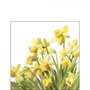 Papieren-servetten-GOLDEN-DAFFODILLS-goud-geel-Narcissen-25x25cm-Ambiente-12516195