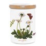 Portmeirion-BOTANIC GARDEN-Airtight-Jar-voorraadpot-14cm-doorsnee-10cm-designs-botanische-bloemen-BELLIS_PERENNES Daisy madelie