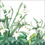 papieren-servetten-p/20-Ambiente-SNOWDROPS-WHITE-sneeuwklokjes-groene-klimop-bloembollen-33x33cm-lunch-diner-voorjaar-spring-13