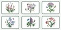 Pimpernel-Portmeirion-placemats-small-Botanis-garden-Tulp-sering-iris-Lathyrus,Duizendschoon-kunststof-kurk-set/6