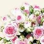 Ambiente-papieren-servetten-MAXIMA-rose-roosjes-cream