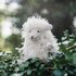 Wrendale_Designs-zachte-pluchen-knuffel-sheep-BERYL-Woolly_Jumper-Large-design-Hannah_Dale-PLUSH012