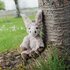Wrendale_Designs-zachte-pluchen-knuffel-Donkey-JACK-Junior-ezel-Medium-Gentle_Jack-design-Hannah_Dale-PLUSHM011