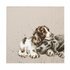 papieren-lunch-diner-servetten-Wrendale_Designs-CROWING-OLD-TOGETHER-DOGS-33x33cm-honden-Spaniel-Labrador-tekkel-design-Hannah_