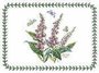Vingerhoedskruid-placemat-Botanic-garden-Portmeirion-Pimpernel-
