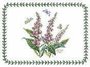 Vingerhoedskruid-placemat-Botanic-garden-Portmeirion-Pimpernel-